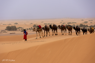 dromadaires, dunes de Merzouga, Maroc