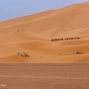 Dromadaires, dunes de Merzouga