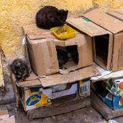 L'hotel des chats dans le souk, Fès