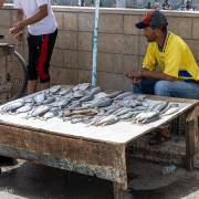 Vente de poissons au port, Essaouira