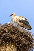 Cigogne, Ifrane