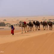 Dromadaires, dunes de Merzouga