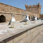 Murs de la forteresse, Essaouira