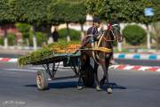 Vers le marché, Safi