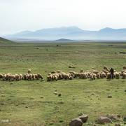 Troupeau de moutons, Moyen Atlas