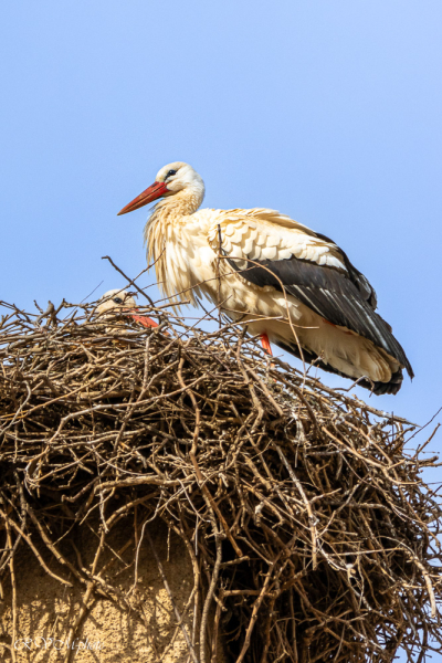 Cigogne, Ifrane, Maroc