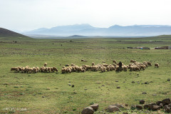 Troupeau de moutons, Moyen Atlas