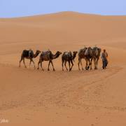 Dromadaires, dunes de Merzouga