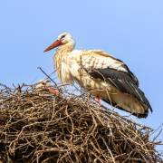 Cigogne, Ifrane