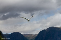 Sognefjord, Norvège