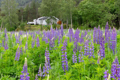 Vallée de Hallingdal, Norvège