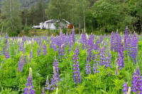 Vallée de Hallingdal, Norvège