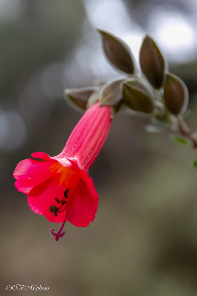 Cantuta ou fleur de l'Inca - Pérou 2018