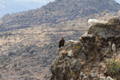 Condor, Canyon de Colca - Pérou 2018