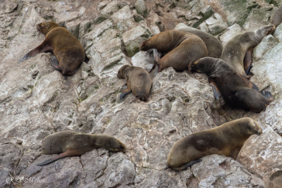 Iles Balestas, otaries, Pérou