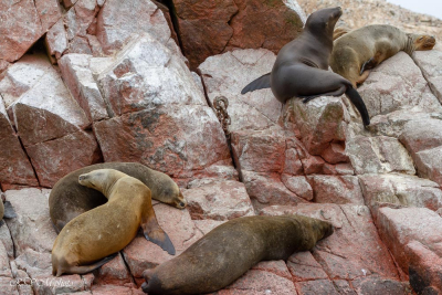 Iles Balestas, otaries, Pérou