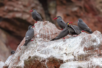 Iles Balestas, sternes incas, Pérou