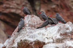 Iles Balestas, sternes incas - Pérou 2018