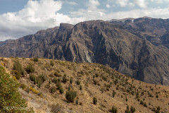 Canyon de Colca - Pérou 2018