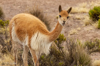 La Puna, vigognes - Pérou 2018