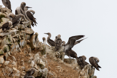 Iles Balestas, fous variés, Pérou