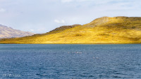 Lac Lagunillas et flamands roses - Pérou 2018