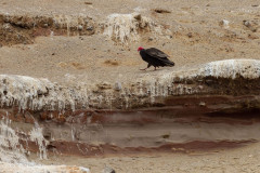 Iles Balestas, vautour - Pérou 2018