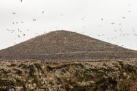Iles Balestas, colonies de fous variés - Pérou 2018