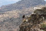 Condor, Canyon de Colca - Pérou 2018