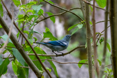 Tangara bleu, Cuzco - Pérou 2018