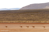 La Puna, vigognes - Pérou 2018