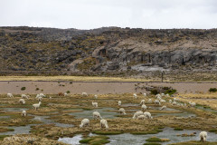 Lamas et Alpacas - Pérou 2018