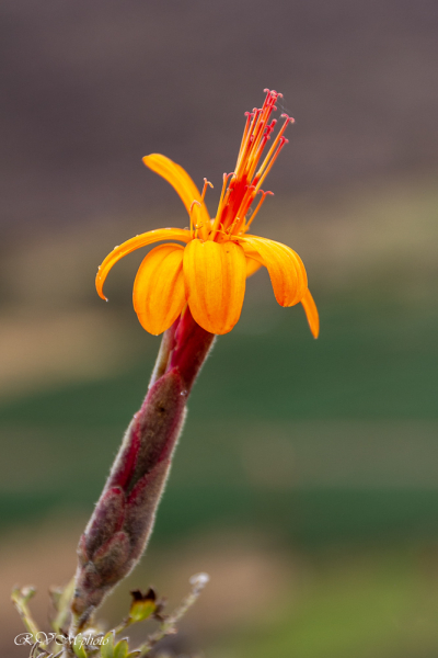 Fleur de Chinchircuma - Pérou 2018