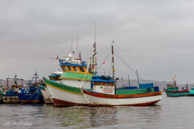 Paracas - Pérou 2018
