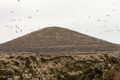 Iles Balestas, colonies de fous variés, Pérou