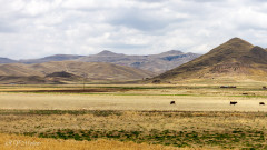 Altiplano - Pérou 2018