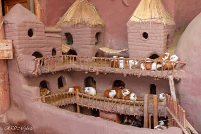 Cuzco - Pérou 2018