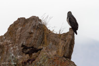 Aigles à Cabanaconde - Pérou 2018