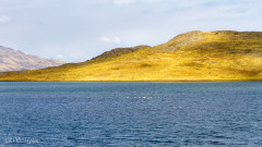 Lac Lagunillas et flamands roses - Pérou 2018