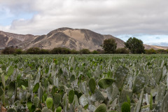 Elevage de cochenilles sur les cactus - Pérou 2018