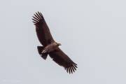Condor, Canyon de Colca - Pérou 2018