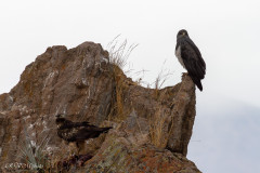 Aigles à Cabanaconde - Pérou 2018