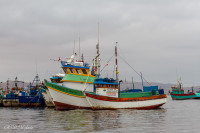 Paracas - Pérou 2018