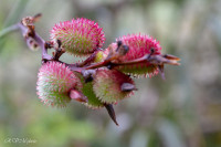 Aguas Callientes - Pérou 2018