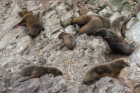Iles Balestas, otaries - Pérou 2018