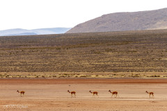 La Puna, vigognes - Pérou 2018