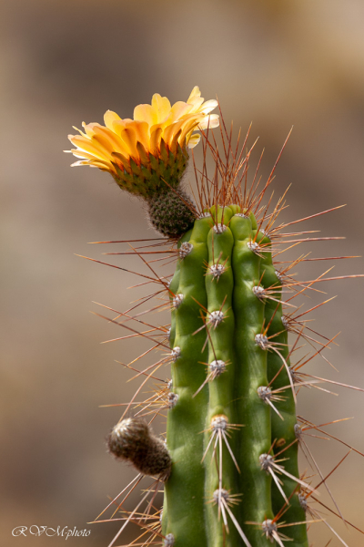 Fleur de cactus - Pérou 2018