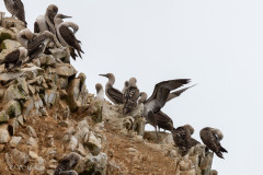 Iles Balestas, fous variés - Pérou 2018