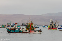 Paracas - Pérou 2018