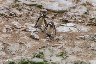 Iles Balestas, manchots de Humboldt, Pérou